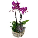 Orchid Succulent Planter