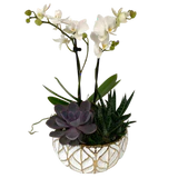 Orchid Succulent Planter