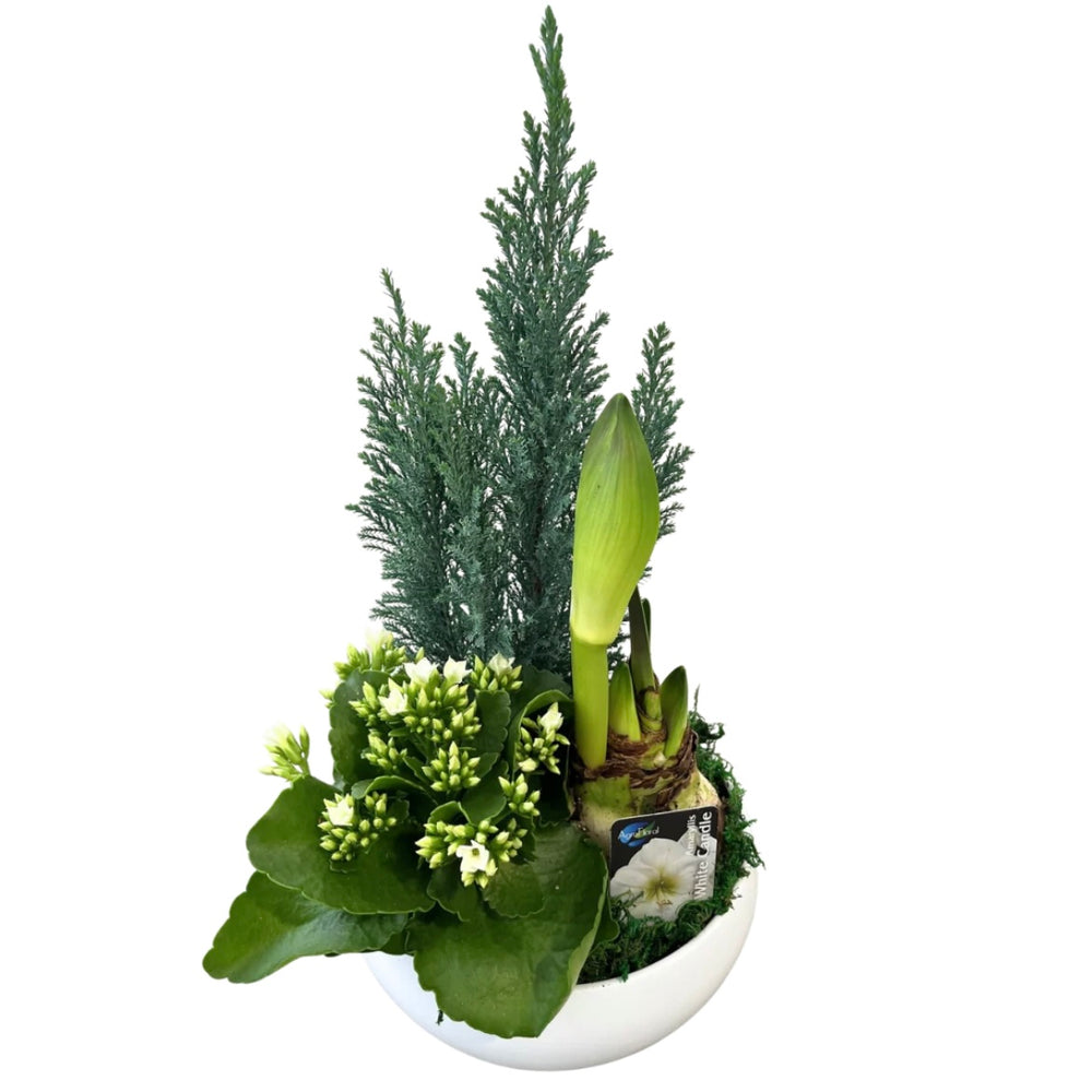 Christmas Amaryllis Planter