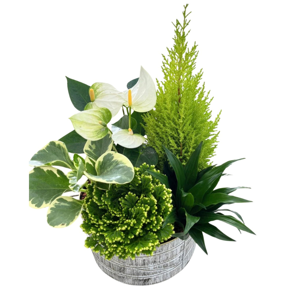 Christmas XL Gold Edge Tropical Tin