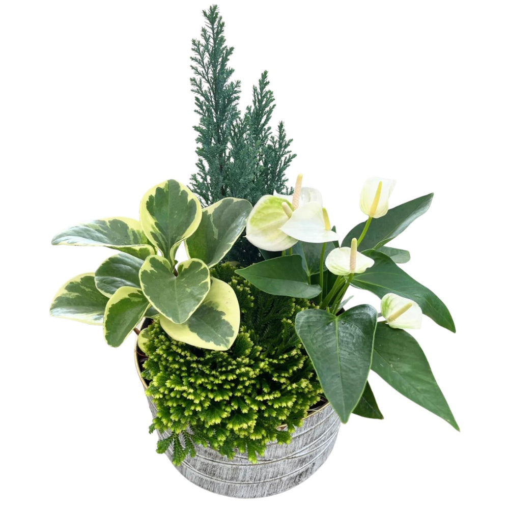 Christmas Large Gold Edge Tropical Tin