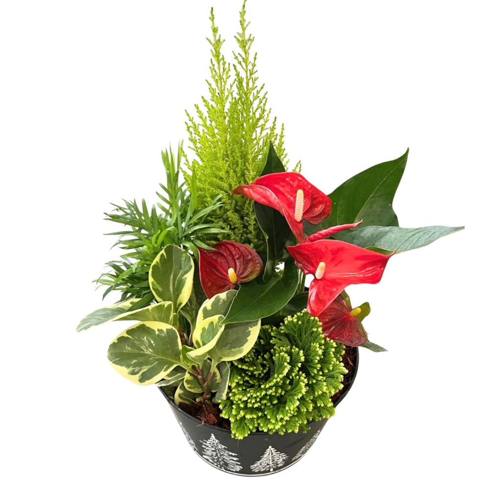 Christmas XL Tropical Black Tin