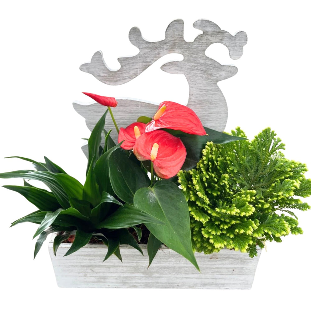 Christmas Reindeer Mixed Tropical Wooden Planter