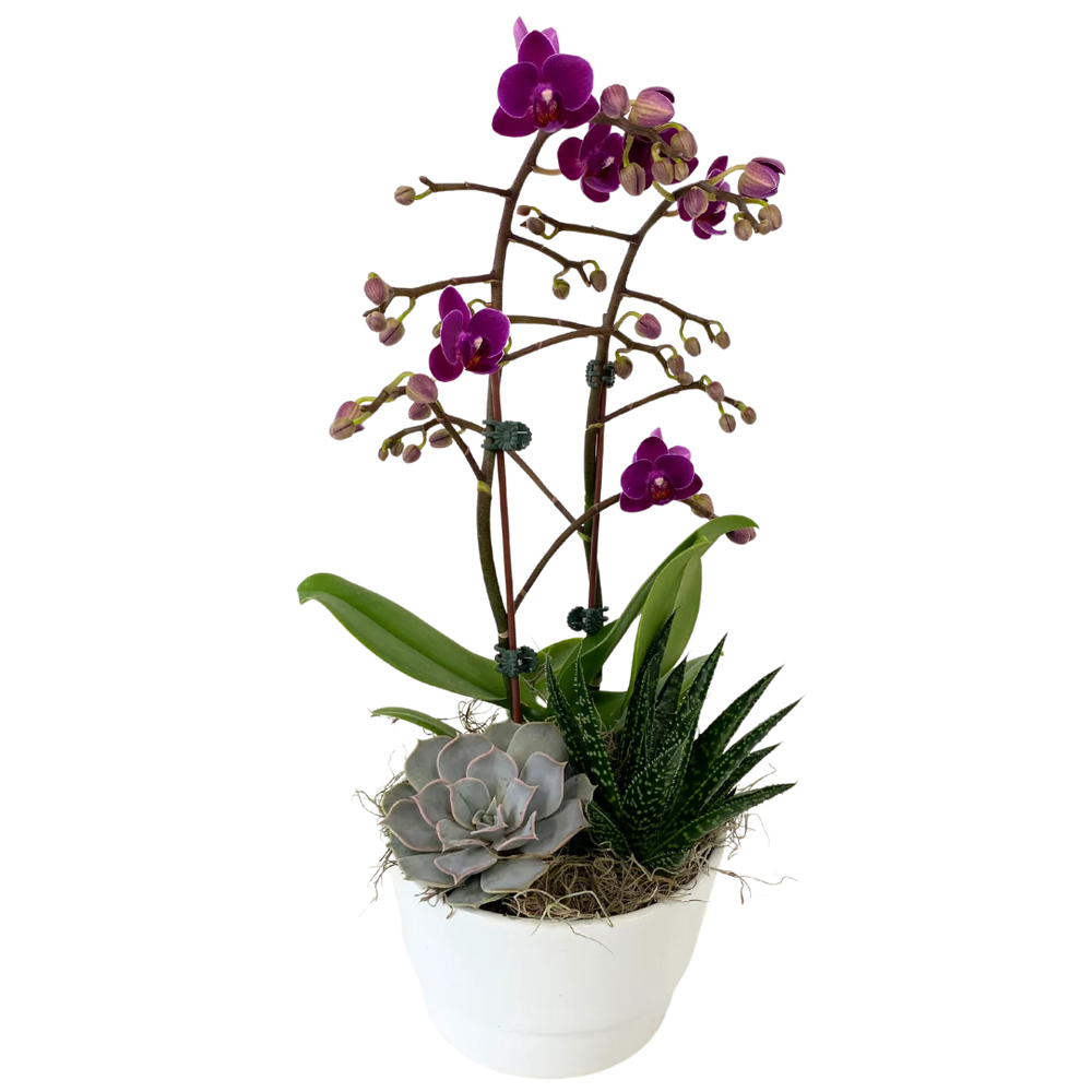 Valentines Orchid Succulent Planter