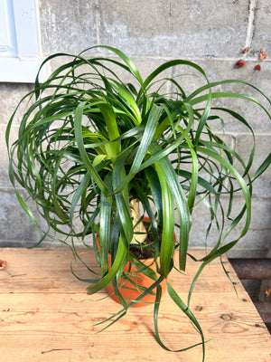 Ponytail Palm - Wilder & Rain Flowers - Kincardine's florist