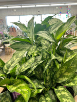 Chinese Evergreen - algaonema