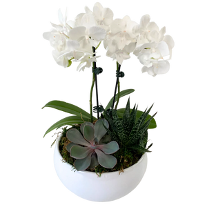 Orchid Succulent Planter