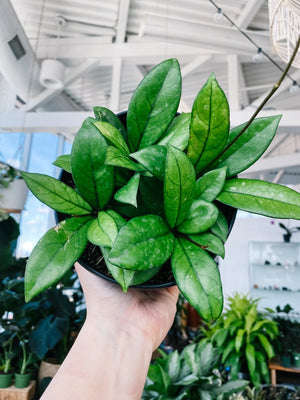 Hoya Crassipetiolata