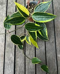 Hoya Latifolia Albomarginata