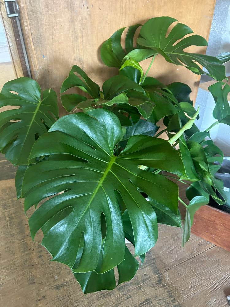 Monstera Deliciosa