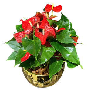 Christmas Gold Anthurium Orchid Planter