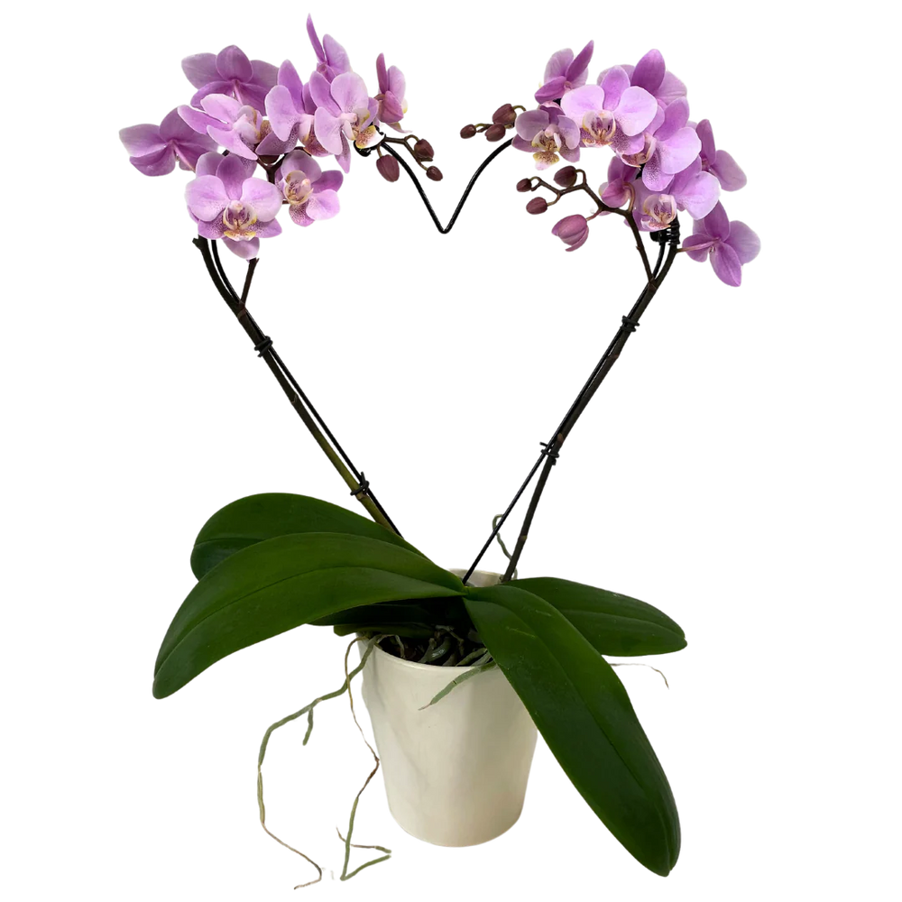 Valentine's Heart Orchid  Planter