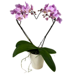 Valentine's Heart Orchid  Planter