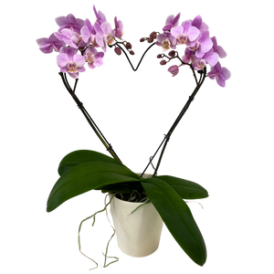 Valentine's Heart Orchid  Planter