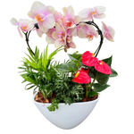 Valentines Heart Orchid Planter