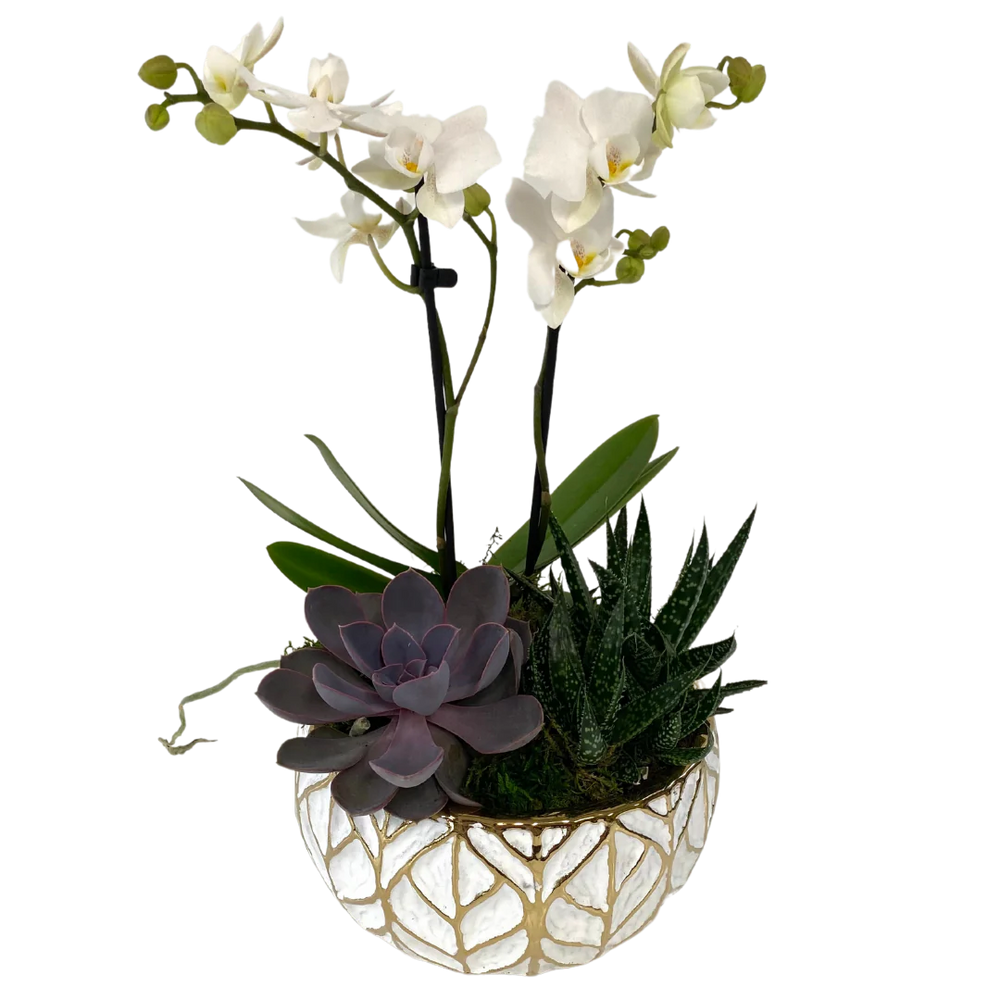 Orchid Succulent Planter - white