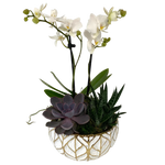 Orchid Succulent Planter - white