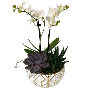 Orchid Succulent Planter - white