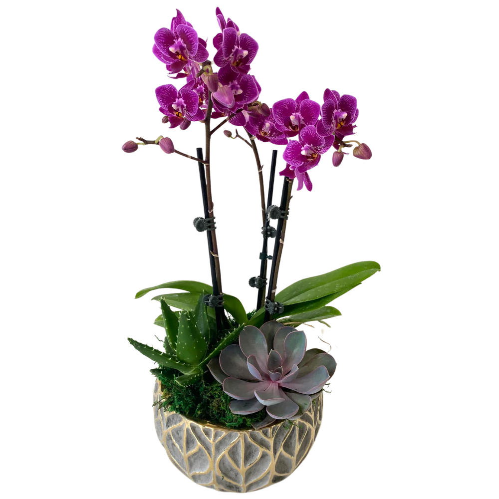 Orchid Succulent Planter - Grey