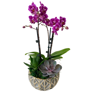 Orchid Succulent Planter - Grey