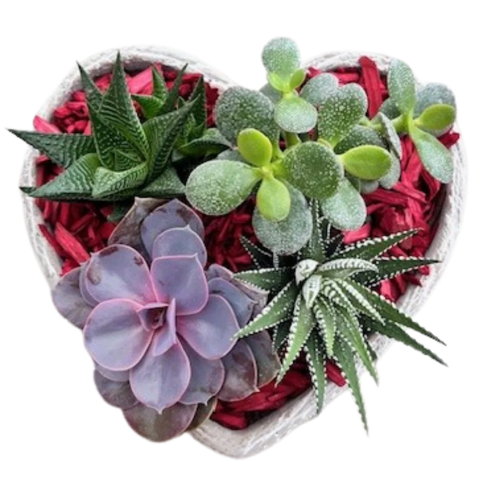 Valentine's Succulent Stone Heart Planter