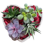 Valentine's Succulent Stone Heart Planter