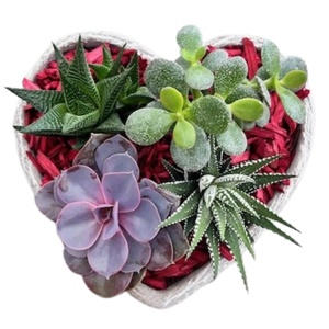 Valentine's Succulent Stone Heart Planter