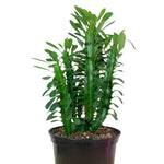 Euphorbia Trigona