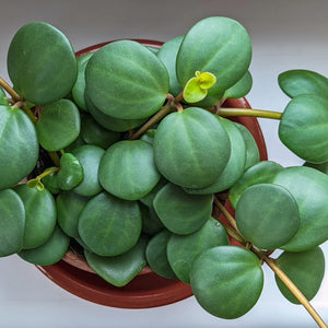 Peperomia Hope