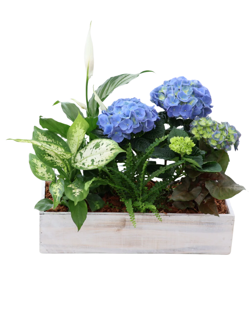 Hydrangea Mix White Wash Rectangle Box