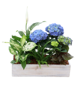 Hydrangea Mix White Wash Rectangle Box