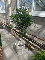 Gardenia - STD.
