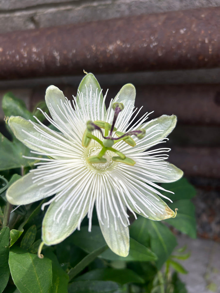Passion Flower - HB