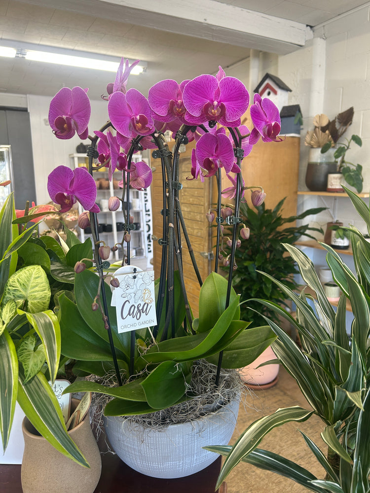 Extra Lrg. orchid Planter
