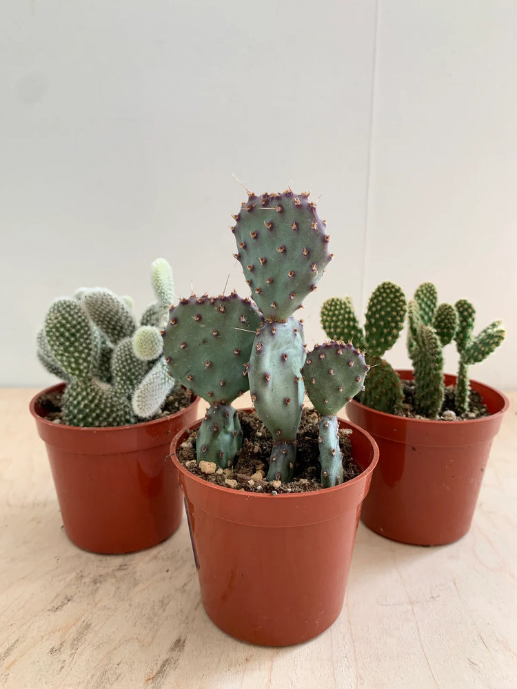 Cacti-Opuntia Asst Premium