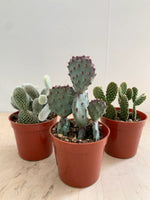 Cacti-Opuntia Asst Premium
