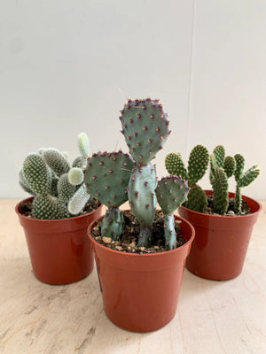 Cacti-Opuntia Asst Premium