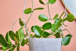 Australis Hoya