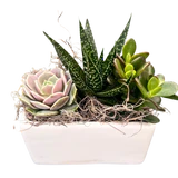 Mixed Dish Garden - Wilder & Rain Flowers - Kincardine's florist