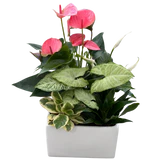 Mixed Dish Garden - Wilder & Rain Flowers - Kincardine's florist
