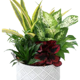 Mixed Dish Garden - Wilder & Rain Flowers - Kincardine's florist