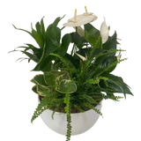 Mixed Dish Garden - Wilder & Rain Flowers - Kincardine's florist