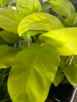 Philodendron Lemon Lime