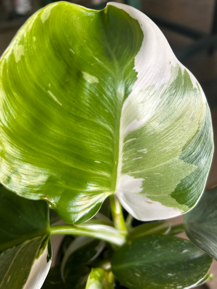 
            
                Load image into Gallery viewer, Philodendron White Wizard
            
        
