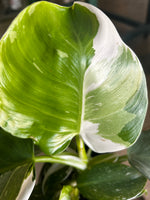 Philodendron White Wizard