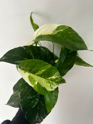 
            
                Load image into Gallery viewer, Pothos Albo Varigated
            
        