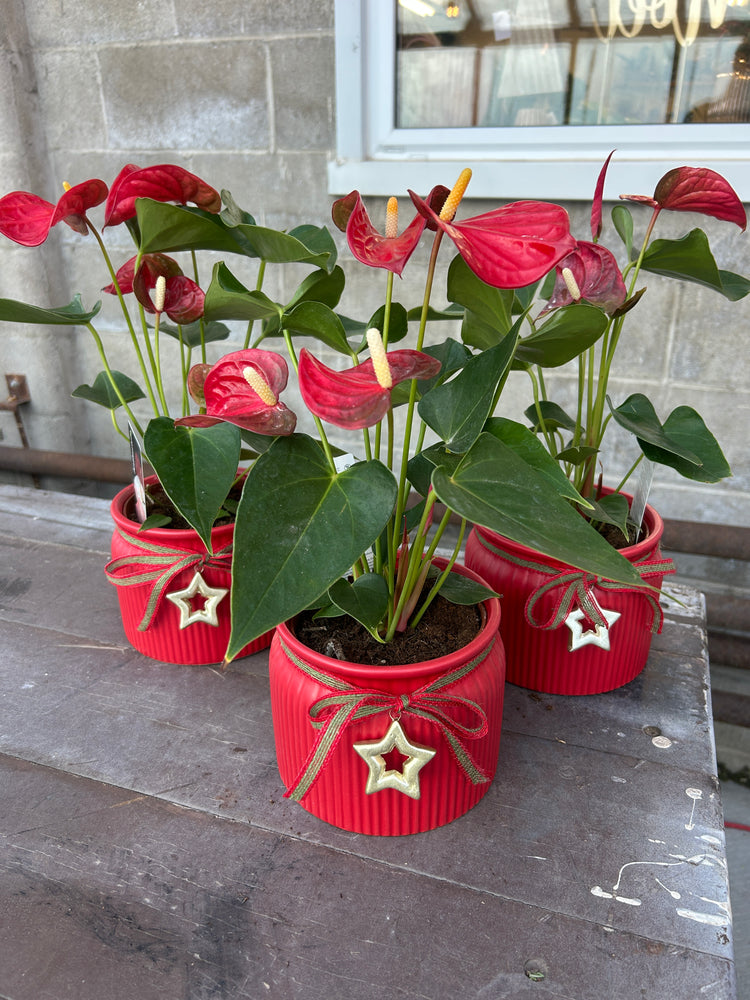 Christmas Anthurium With Red Pot