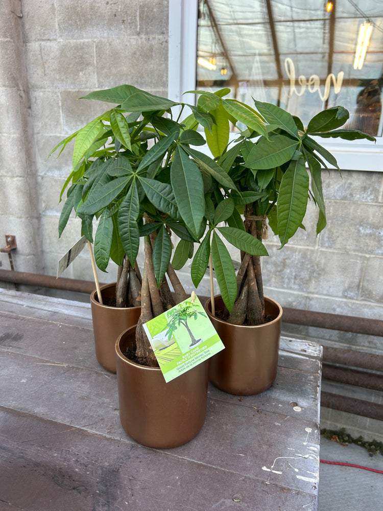 Christmas Money Tree in Gold Pot