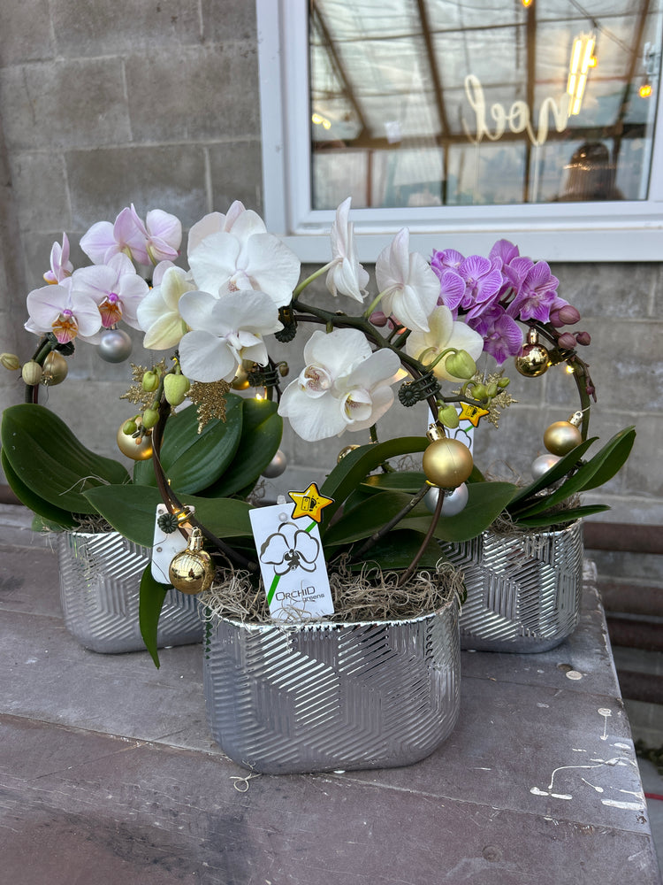 Christmas Orchid With LED Lights
