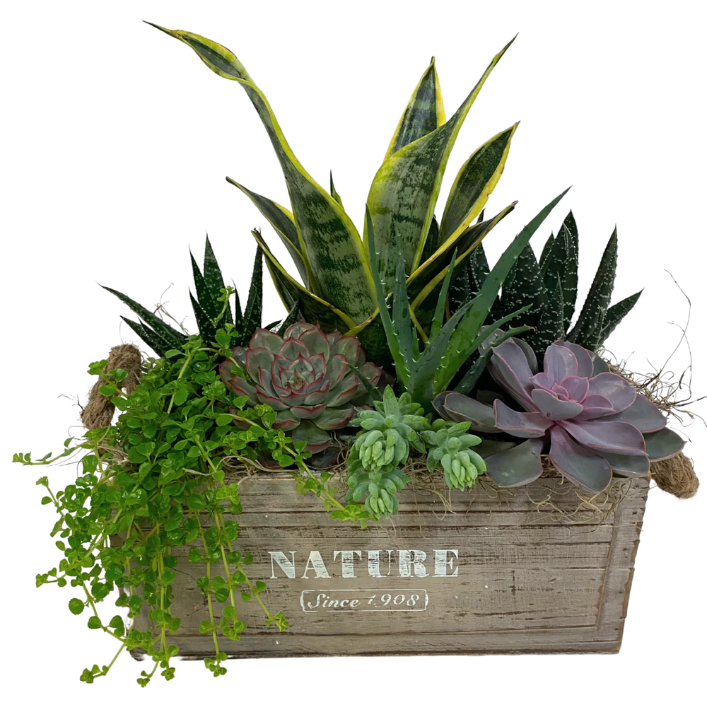 Succulent Nature Box